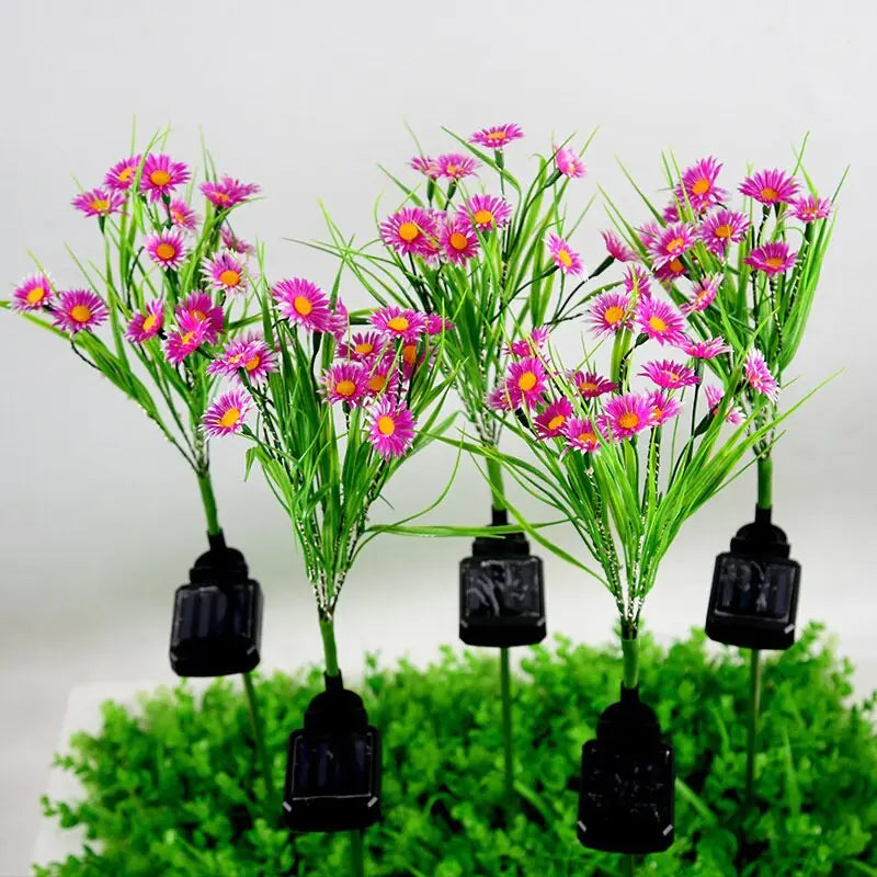 Pink Vivid Solar Chrysanthemum